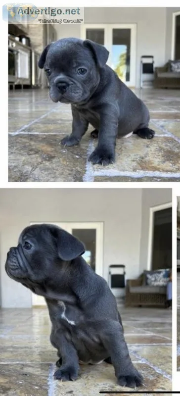 8 week old French bulldog