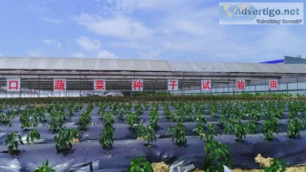 Hot pepper, Eggplant, Pumpkin, Cucumber, Bitter gourd Manufactur