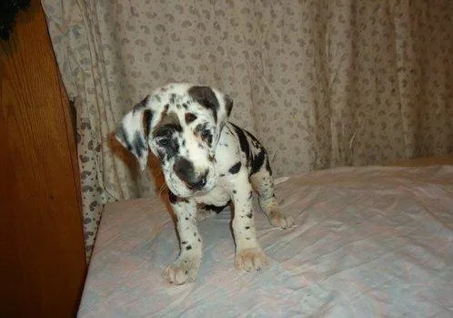 Great Dane Puppies