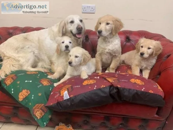 Awesome and Healthy Golden Retriever Puppies