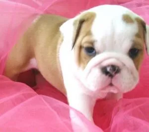 Cute English Bulldog Puppies
