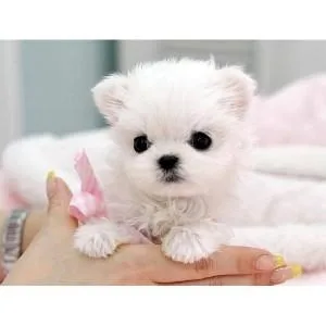 Pedigree Maltese Puppies