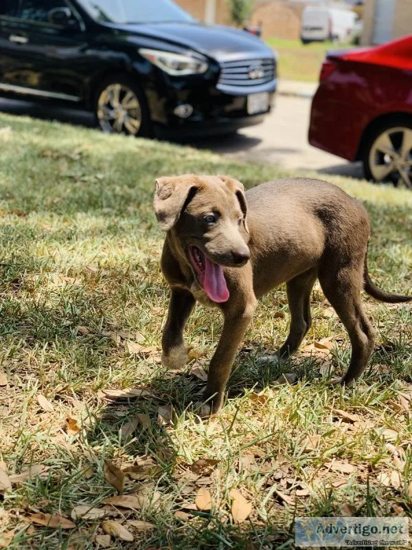 Lab mix puppy