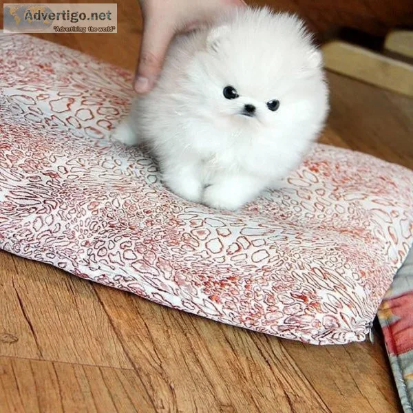 Two Awesome T-Cup Pomeranian Puppies