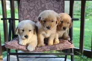 Attractive Golden Retriever Puppies
