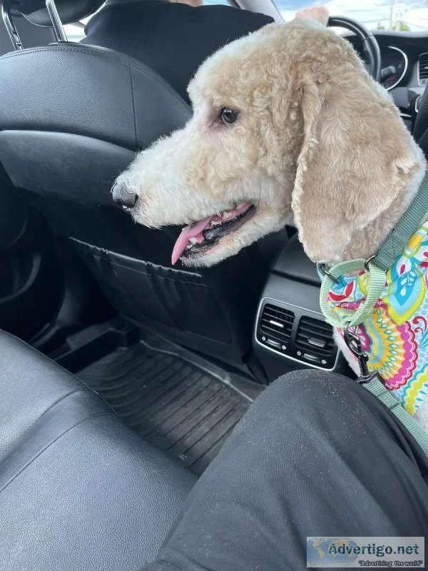 Labradoodle