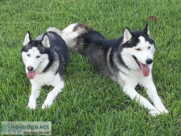 siberian husky exotic colors