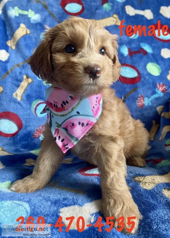 schnoodle puppies
