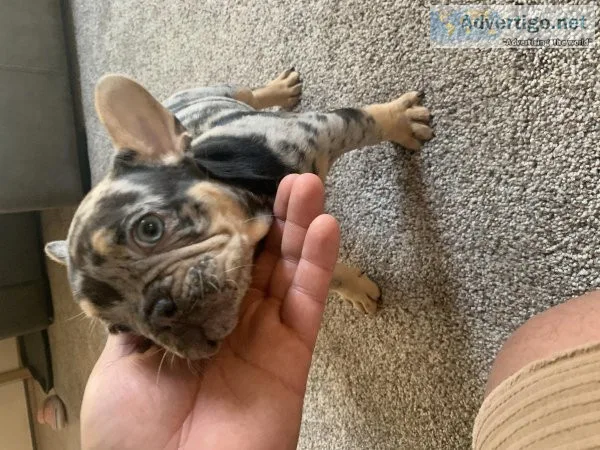 French bulldog puppies