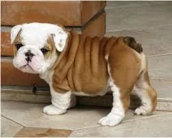 Healthy English Bulldog 500.00