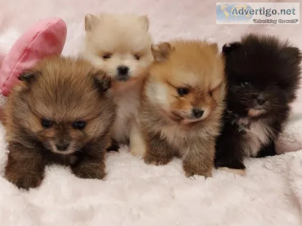 Top Quality Mini Pomeranian Puppies