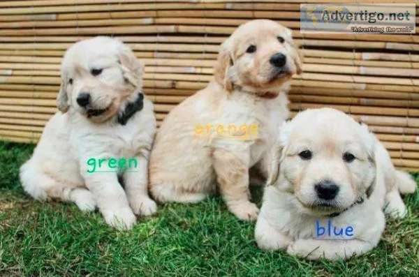 Adorable Golden Retriever Puppies
