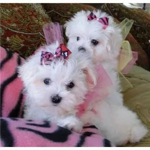 Trained Maltese Puppies available