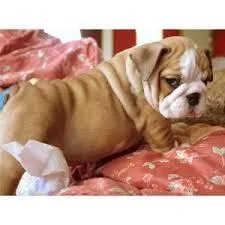 Quality Registered Bulldog Puppies