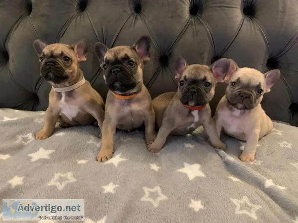 Home-raised Purebred French Bulldog Puppies