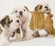 English Bulldogs for Rehoming