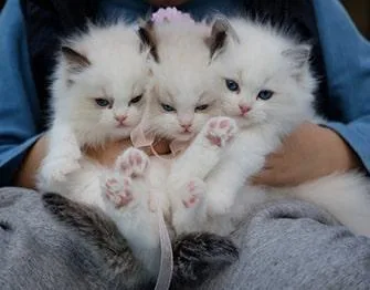 Buy Cats online India