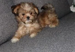 Adorable male puppy miki
