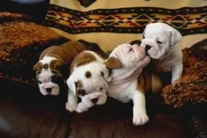 ADORABLE ENGLISH BULLDOG PUPPIES