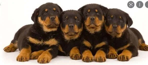 Rottweiler puppies