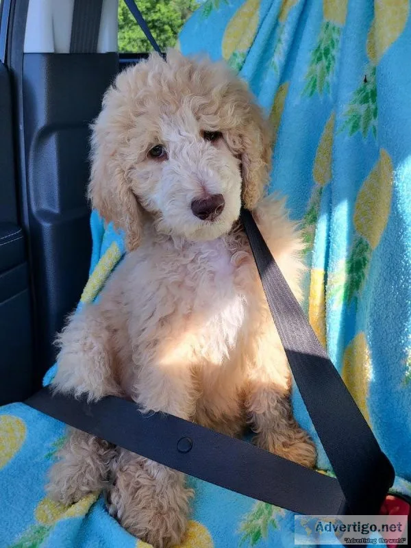 Poodle Puppies