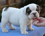 Bulldog pups for rehoming