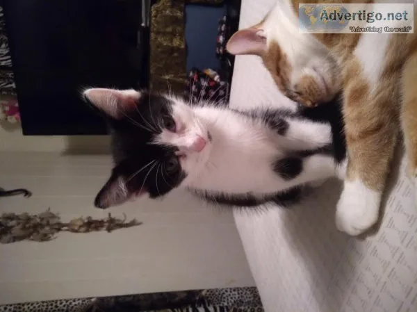 I have three boy kittens
