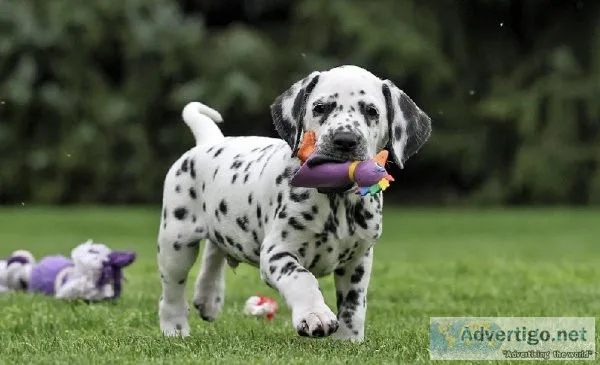 Adorable Dalmatian puppies