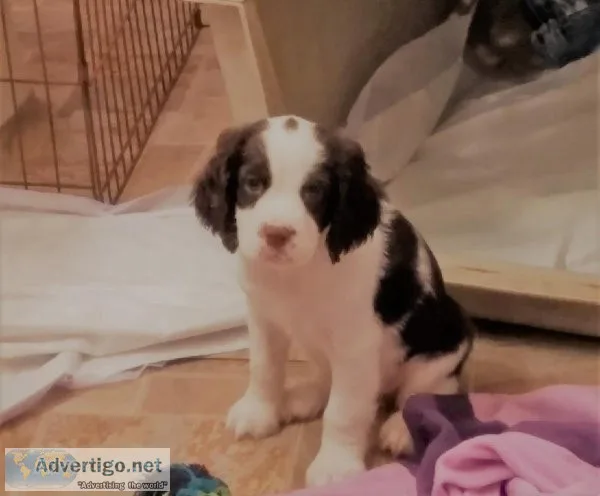 For sale Springer Spaniel puppies 
