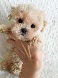 Female and Male Toy size MaltesePoodle