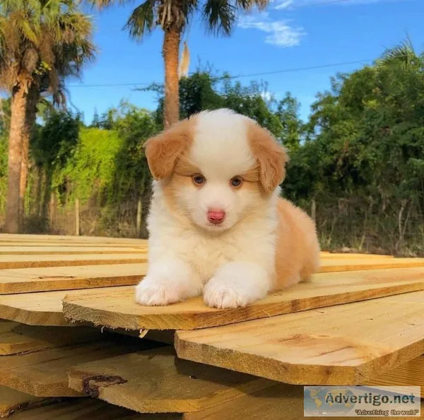 Australian Shepherd puppies for sale akc