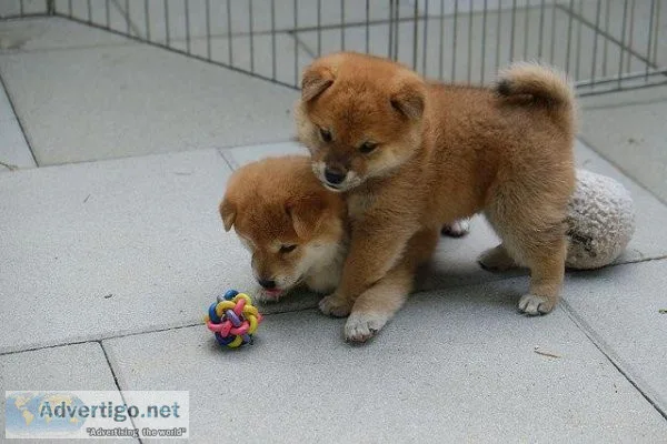 how much do Shiba Inu puppies cost in australia