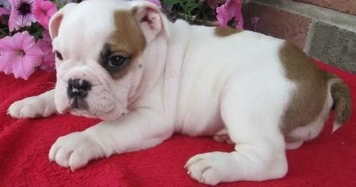 Male and female English Bulldog puppies for adoption. 12 weeks o
