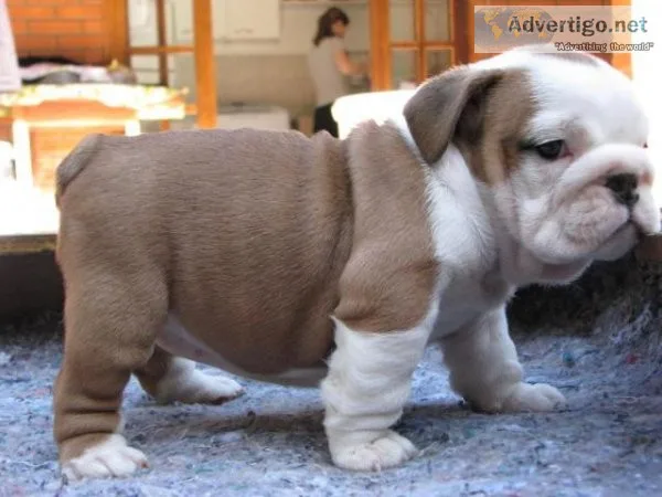 Gorgeous Bulldog Puppies