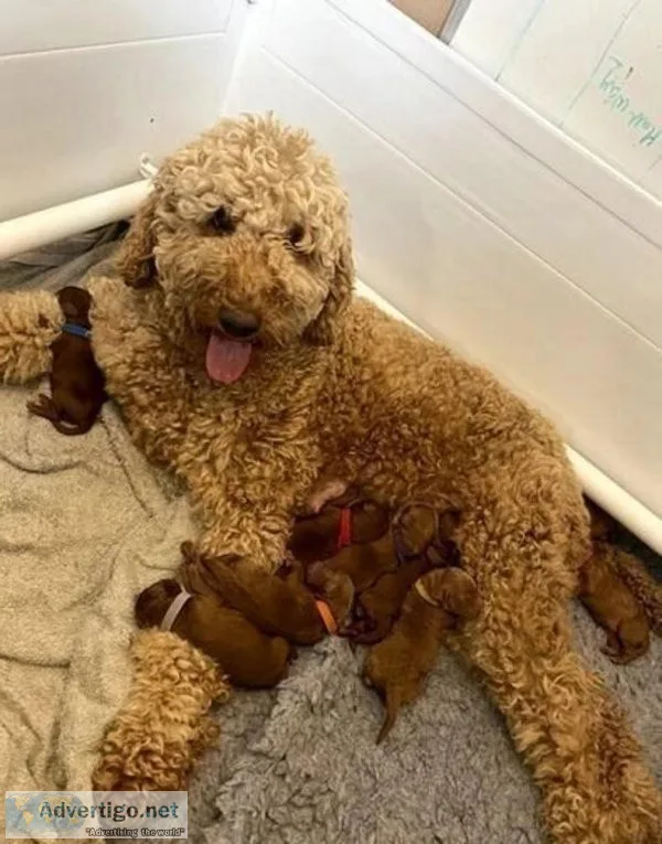 Australian Labradoodle Puppies
