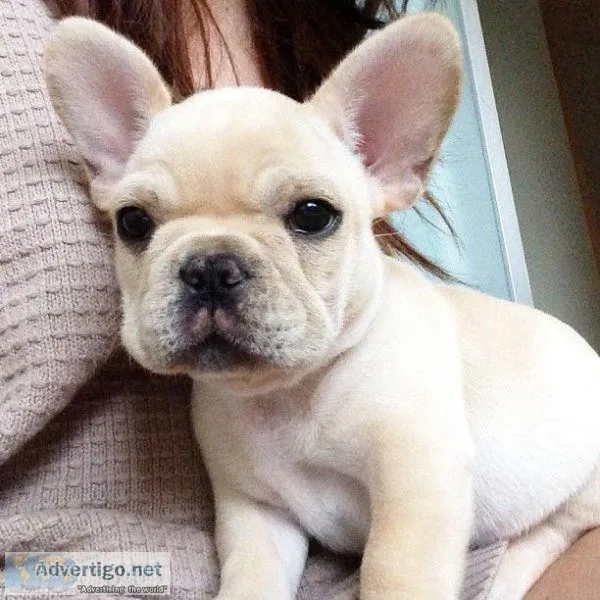 Purebred AKC registered French Bulldog puppies
