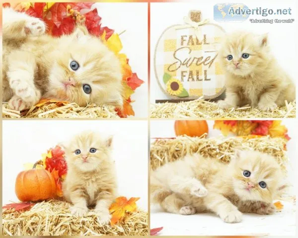 CFA Persian and Himalayan Kittens