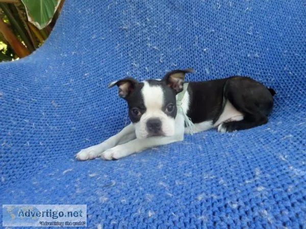 Playful Boston Terrier Puppies