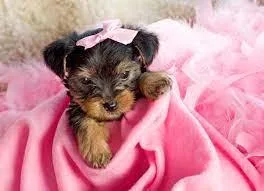 Yorkiepoodle