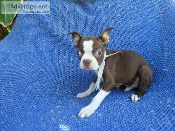 Boston Terrier Puppies