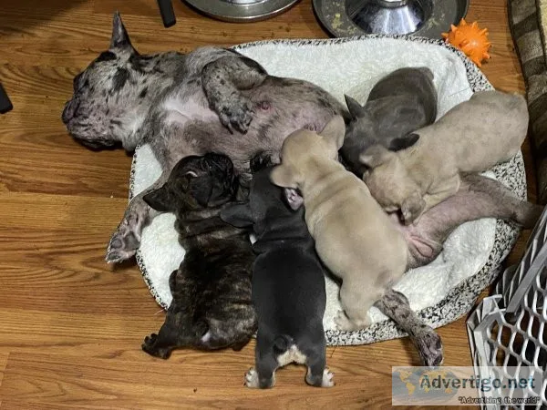 french bulldog puppies