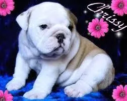 English Bulldog Pups