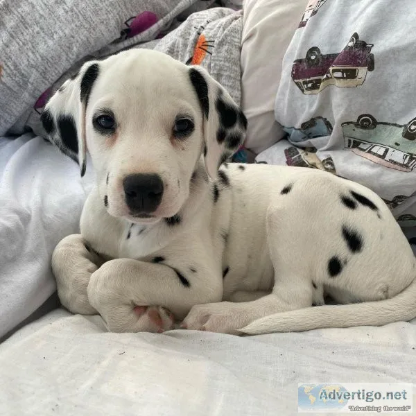 Dalmatian puppies for sale in michigan