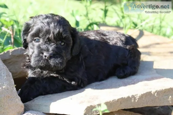 Berlin male Shihpoo