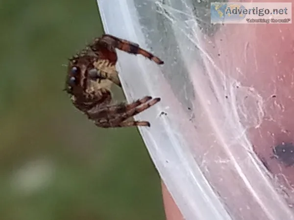 Phidippus clarus jumping spider(captive bred )male..instar 5