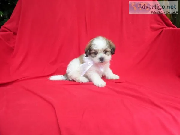 Beautiful Morkie Puppies