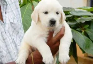 AKC Golden Retriever Puppies