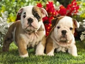 Awesome English Bulldog 300.00