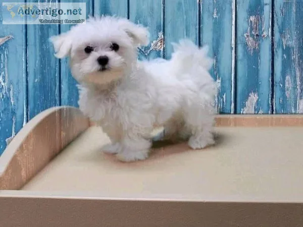 Maltese puppies