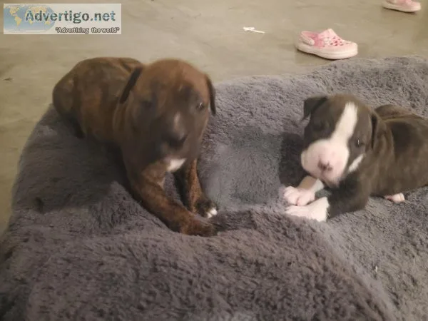 5 week old American pitbull pups